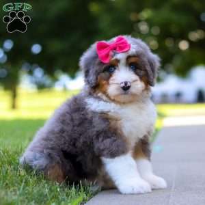 Sunny, Mini Bernedoodle Puppy